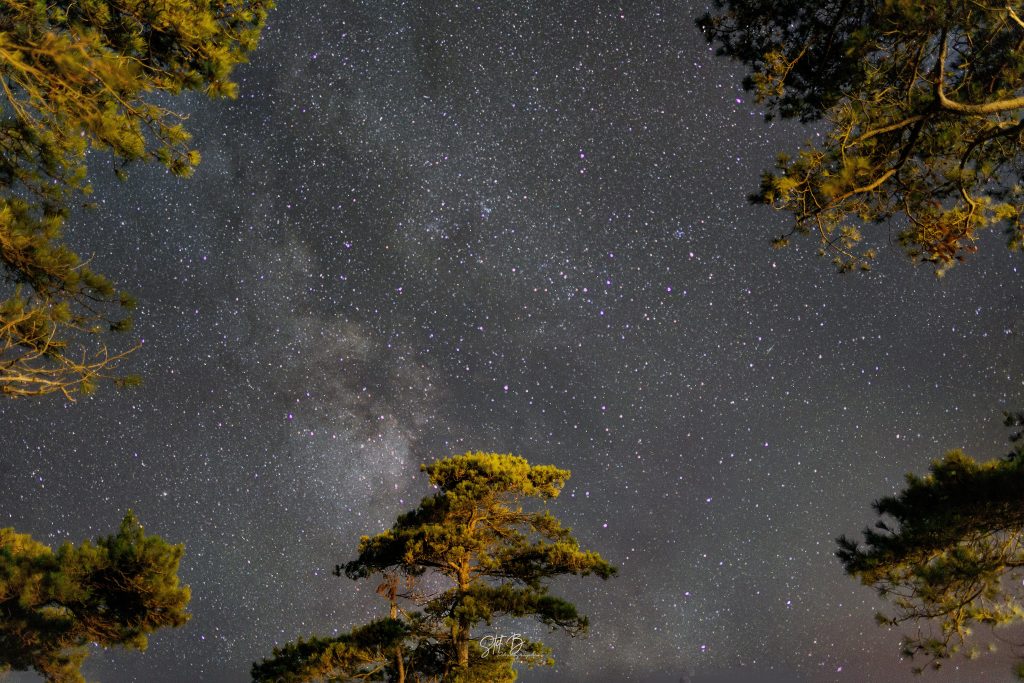 Stars And Trees